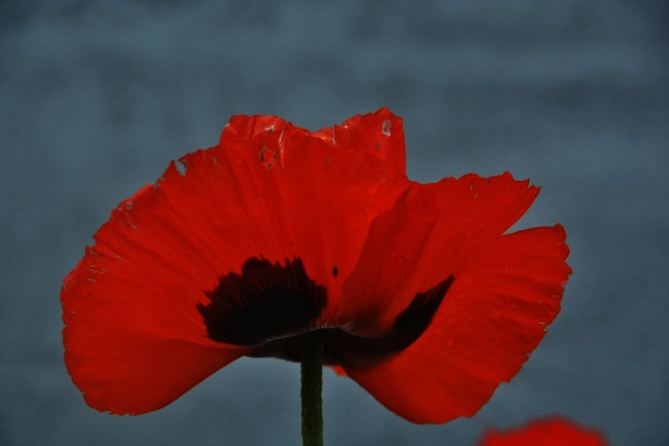 poppies and sky